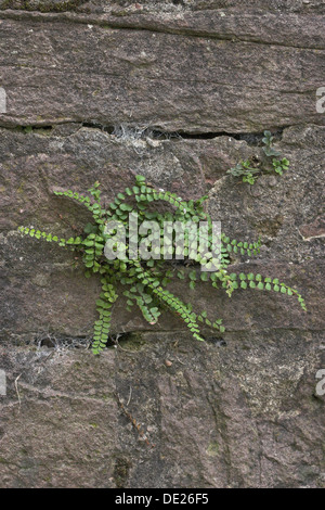 Maidenhair Spleenwort, in corrispondenza di una parete, Brauner Streifenfarn, Braunstieliger Streifenfarn un Mauer, Asplenium trichomanes Foto Stock