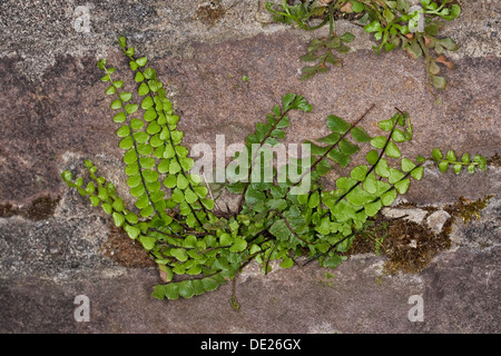 Maidenhair Spleenwort, in corrispondenza di una parete, Brauner Streifenfarn, Braunstieliger Streifenfarn un Mauer, Asplenium trichomanes Foto Stock