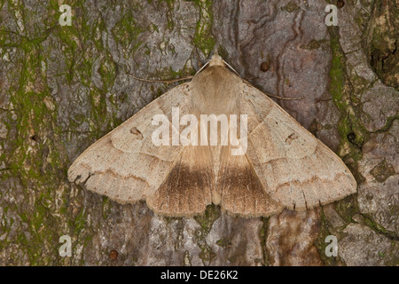 Lunar Double-striscia, Braunes Ordensband, Minucia lunaris, Pseudophia lunaris, Noctuidae, Eulenfalter Foto Stock