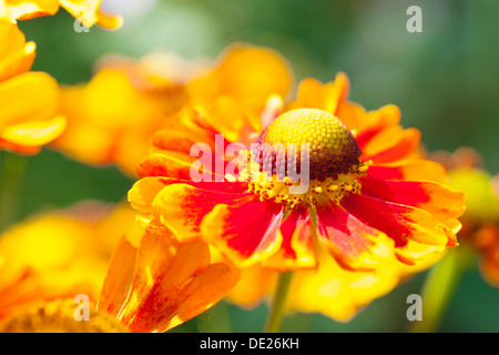 Sneezeweed (Helenium), fiori di colore giallo e arancio, Sassonia, Germania Foto Stock