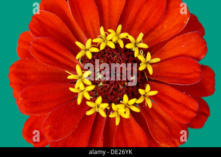 Fiore rosso di un Zinnia Foto Stock