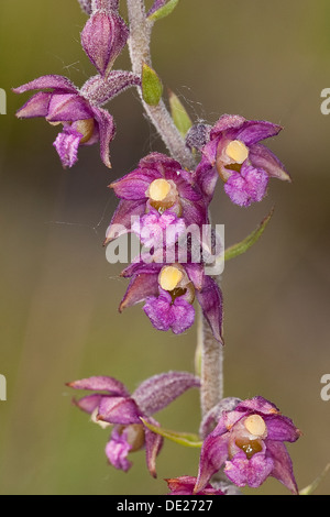 Rosso scuro Helleborine, Royal Helleborine, Braunrote Stendelwurz, Braunrote Ständelwurz, atrorubens Bergonii Serapias, atrorubens Foto Stock