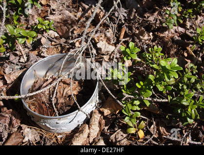 Barile arrugginito inquinamento in foresta Foto Stock