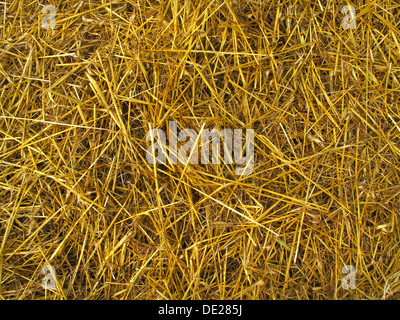 Raccolti di frumento, Shropshire, Inghilterra, Regno Unito Foto Stock