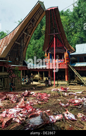 Cerimonia funebre con la macellazione rituale di bufali d'acqua nel tradizionale villaggio di Toraja, Batutumonga, vicino Rantepao, Sulawesi Foto Stock