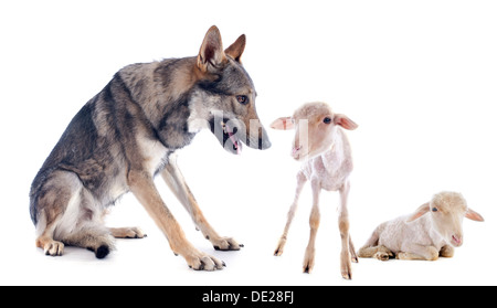 Lupo e gli agnelli di fronte a uno sfondo bianco Foto Stock