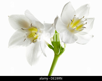 Amazon Lily (Eucharis grandiflora) Foto Stock