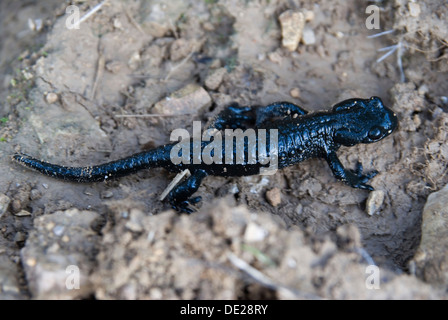 Alpine (Salamandra salamandra atra) Foto Stock