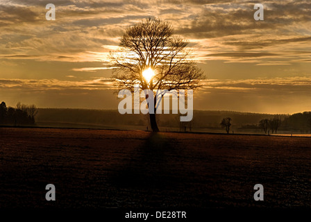 Tramonto con un solitario quercia in un gelo-prato coperto, vicino Adelschlag, Bavaria Foto Stock