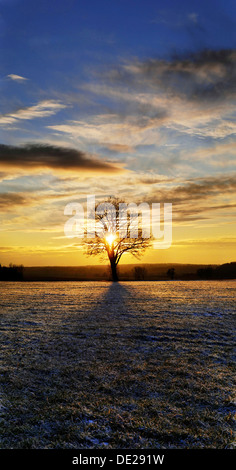 Tramonto con un solitario quercia in un gelo-prato coperto, vicino Adelschlag, Bavaria Foto Stock