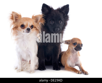 Tre piccoli cani di fronte a uno sfondo bianco Foto Stock