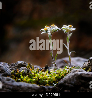 Edelweiss (Leontopodium nivale subsp. Alpinum), Alto Adige, Italia, Europa Foto Stock