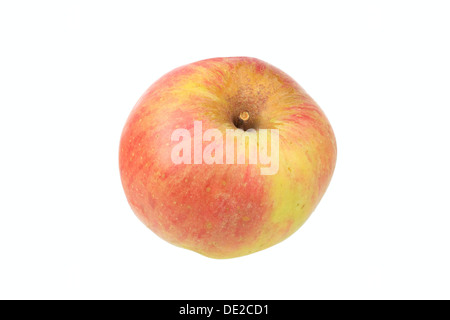 Apple, Anhalter varietà, ordinamento tradizionale per la produzione di sidro di mele Foto Stock
