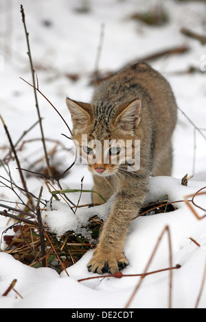 Gatto selvatico (Felis silvestris), giovane maschio nella neve, Lahn-Dill-Kreis, Taunus, Hesse, Germania Foto Stock