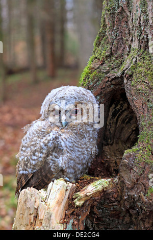 Giovane Allocco o marrone Allocco (Strix aluco) arroccato nella parte anteriore di un albero cavo, Westerwald, Solms, Lahn-Dill Kreis, Hesse, Germania Foto Stock