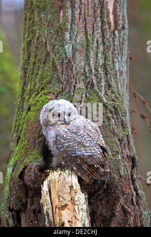 Giovane Allocco o marrone Allocco (Strix aluco) arroccato nella parte anteriore di un albero cavo, Westerwald, Solms, Lahn-Dill Kreis, Hesse, Germania Foto Stock