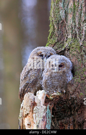 Giovani Allocchi o marrone Civette (Strix aluco) arroccato nella parte anteriore di un albero cavo, Westerwald, Solms, Lahn-Dill Kreis, Hesse Foto Stock