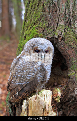 Giovane Allocco o marrone Allocco (Strix aluco) arroccato nella parte anteriore di un albero cavo, Westerwald, Solms, Lahn-Dill Kreis, Hesse, Germania Foto Stock