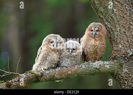 Tre giovani Allocchi o marrone Civette (Strix aluco) appollaiato su un albero, Westerwald, Solms, Lahn-Dill Kreis, Hesse, Germania Foto Stock