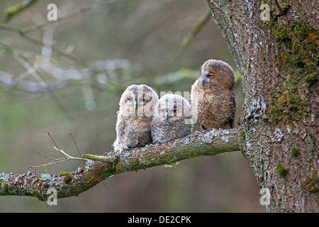 Tre giovani Allocchi o marrone Civette (Strix aluco) appollaiato su un albero, Westerwald, Solms, Lahn-Dill Kreis, Hesse, Germania Foto Stock