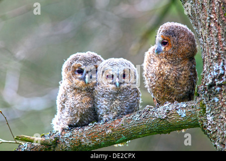 Tre giovani Allocchi o marrone Civette (Strix aluco) appollaiato su un albero, Westerwald, Solms, Lahn-Dill Kreis, Hesse, Germania Foto Stock