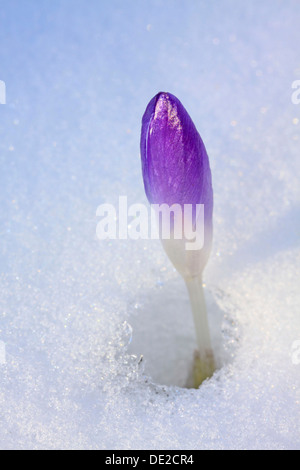 Molla viola Crocus o gigante Crocus (crocus vernus), fiore chiuso spingendo attraverso la neve, Westerwald, Solms, Hesse, Germania Foto Stock