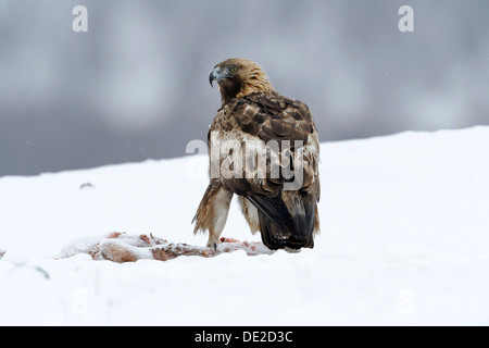 Aquila reale (Aquila chrysaetos), in corrispondenza di un sito di esca con la preda, Sinite Kamani Natura Park, Bulgaria, Europa Foto Stock