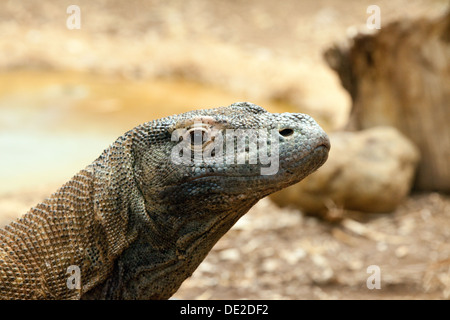 Drago di Komodo - Varanus komodoensis, noto anche come monitor di Komodo, un grande rettile; chiudere fino alla testa, Foto Stock