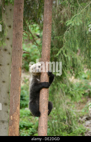 I giovani europei l'orso bruno (Ursus arctos arctos), salendo un pino, Giura, Svizzera, Europa Foto Stock