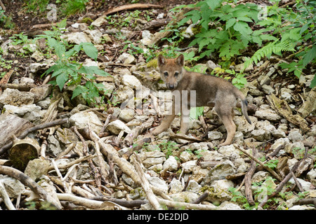 Giovani Eurasian Lupo (Canis lupus lupus), Giura, Svizzera, Europa Foto Stock