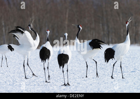 Rosso-incoronato Gru Gru giapponese o Manchurian gru (grus Japonensis), visualizzazione chiamata accoppiamento Foto Stock