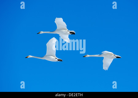 Tre cigni Whooper (Cygnus cygnus) in volo, Lago di Kussharo, Kawayu Onsen, Hokkaido, Giappone Foto Stock