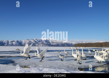 Gruppo di cigni Whooper (Cygnus Cygnus), alcuni tenendo-off, Lago di Kussharo, Kawayu Onsen, Hokkaido, Giappone Foto Stock