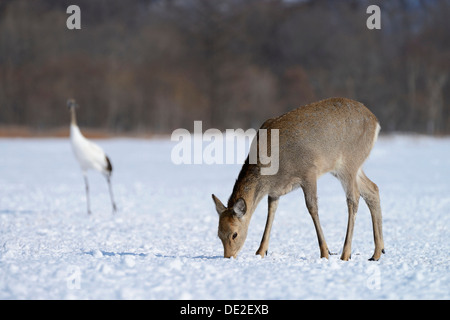 Hokkaido cervi sika, macchiato di cervo o giapponese cervo (Cervus nippon yesoensis), foraggio per il cibo nella neve Foto Stock