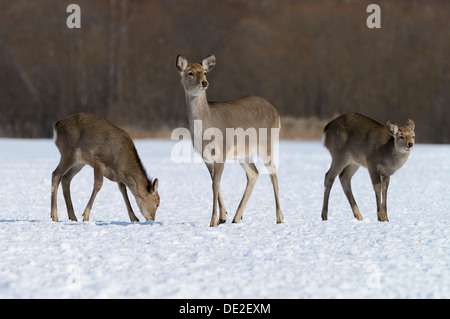 Hokkaido cervi sika, macchiato di cervo o giapponese cervo (Cervus nippon yesoensis), cerve, foraggio per il cibo nella neve Foto Stock