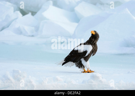 Steller's Sea Eagle (Haliaeetus pelagicus) appollaiato su un glaçon, Rausu, Menashi, Hokkaido, Giappone Foto Stock