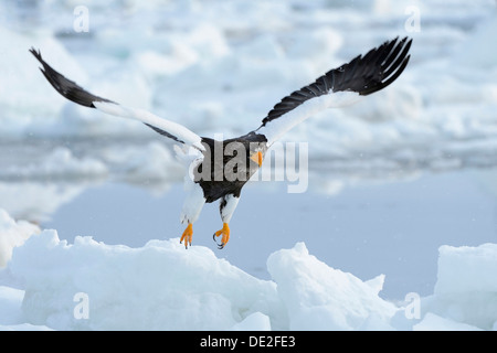 Steller's Sea Eagle (Haliaeetus pelagicus) prendendo il largo da un glaçon, Rausu, Menashi, Hokkaido, Giappone Foto Stock