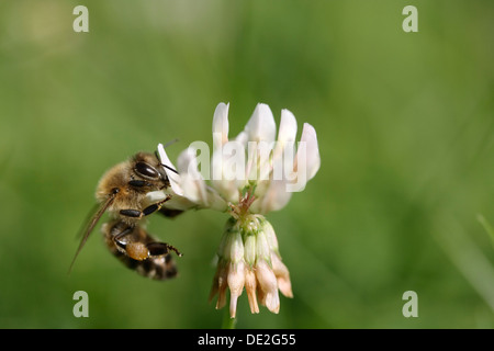 Ape (Apiforme) su un trifoglio bianco fiore Foto Stock