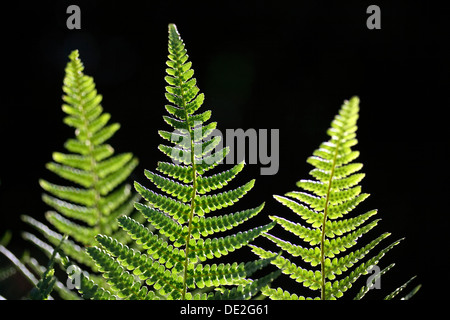Fronde di felce in controluce Foto Stock