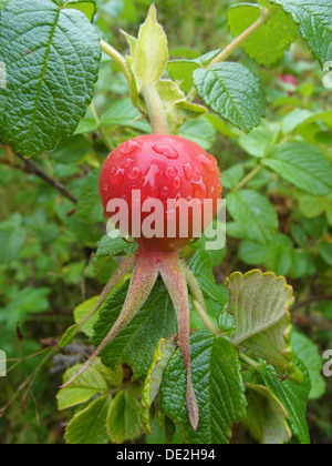 Frutti sono maturi, rosa canina Foto Stock
