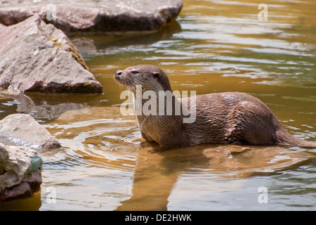 Lontra (Lutra lutra), Wildpark Pforzheim zoo, Baden-Wuerttemberg Foto Stock