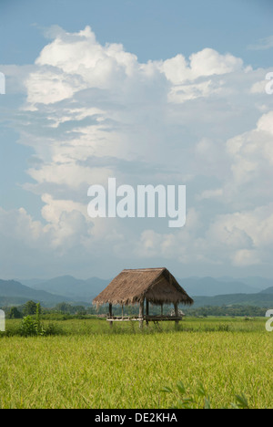 Capanna in un verde campo di riso, Bamboo Hut, nuvole di tempesta, provincia di Luang Namtha, Nord del Laos Il Laos, l'Asia sud-orientale, Asia Foto Stock