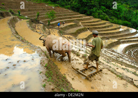 Riso agricoltore arando il suo riso paddy con l aiuto di un bufalo d'acqua, terrazze di riso, Phongsali Phongsaly o distretto e provincia Foto Stock