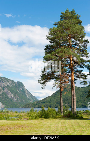 Vecchi alberi di pino o di pino silvestre (Pinus sylvestris), il lago Bandak, Dalen, Telemark, Norvegia, Scandinavia, Nord Europa, Europa Foto Stock