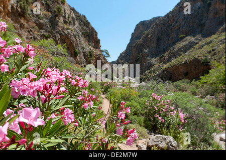 Canyon, Oleandro (Nerium oleander) con fiori di colore rosa, Zagros Gorge, vicino a Kato Zagros, Creta, Grecia, Europa Foto Stock