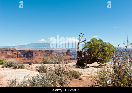 Utah ginepro (Juniperus osteosperma), Dead Horse Point State Park, con La Sal Mountains nella parte posteriore, Utah Foto Stock