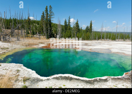 Primavera calda con acqua verde Abisso, piscina, West Thumb Geyser Basin, il Parco Nazionale di Yellowstone, Wyoming occidentale degli Stati Uniti Foto Stock