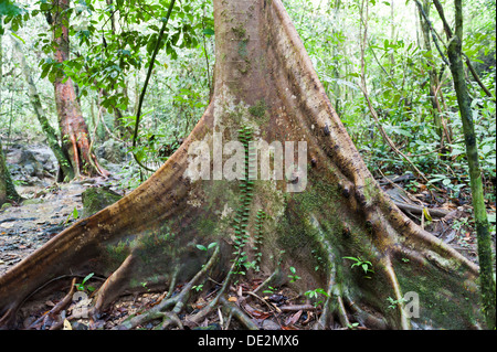 Giungla, un tronco di albero, radici quadrate con scalatore, bei Tham Nam Thalu, Khao Sok Nationalpark, Provinz Surat Thani, Thailandia Foto Stock