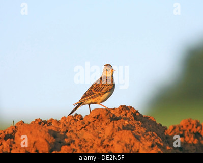 Allodola eurasiatica (Alauda arvense) Foto Stock