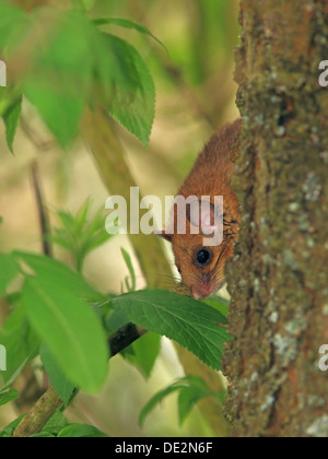 Moscardino commestibili o fat ghiro (Glis glis) appollaiato su un albero, Solms, Hesse Foto Stock